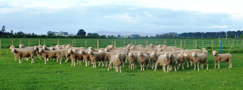 Poll-Dorset-Flock-Rams-history