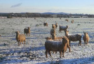 Southdown-Snow