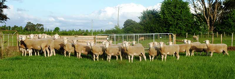 White-Suffolk-Flock-Rams-2014