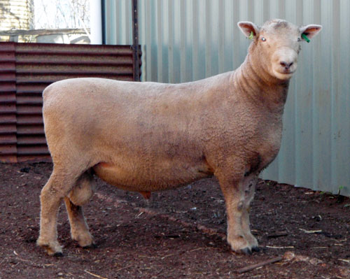 Southdown top price at the 2012 annual sale for $5,800
