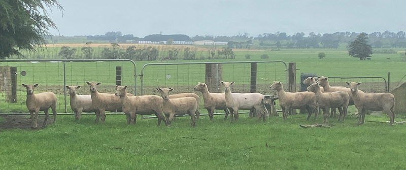 Sale-Ewes-g Sale-Ewes-g