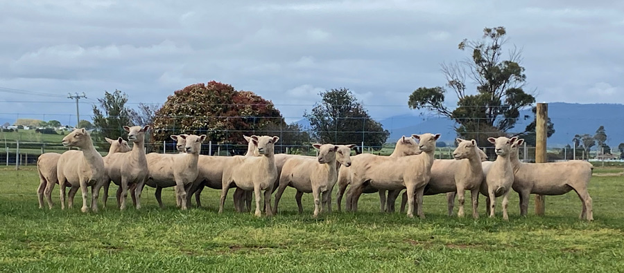 Southdown-Ewes-d-Final Southdown-Ewes-d-Final