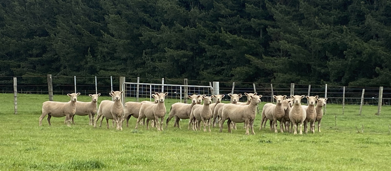 sale-ewes-j sale-ewes-j